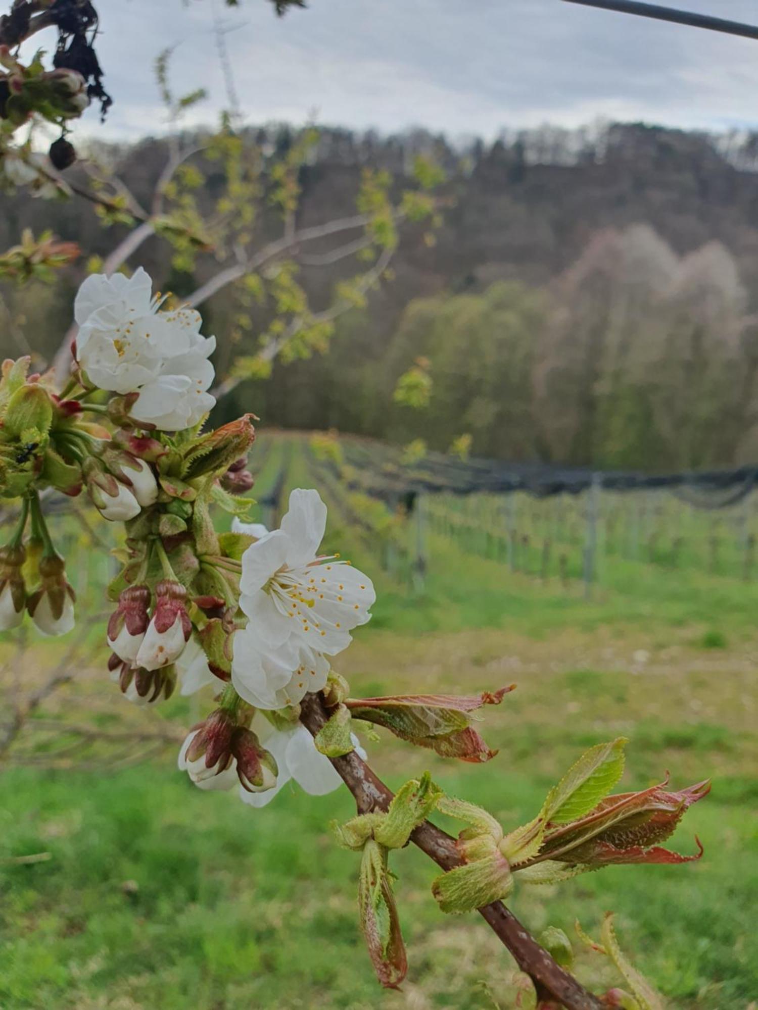 Weingut Pugl Apartment Leibnitz Luaran gambar